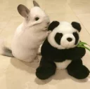 🐼