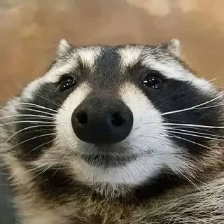 Енот🦝
