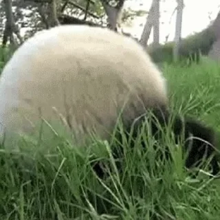 🐼
