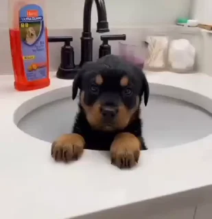 🙉