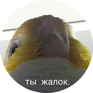 😤