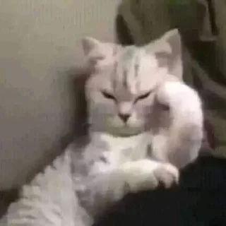 🐶