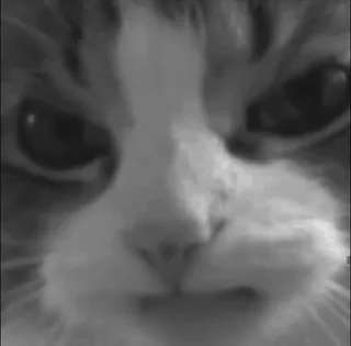 🐈‍⬛️