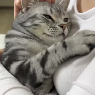 🐈‍⬛️