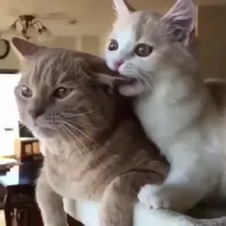🥵