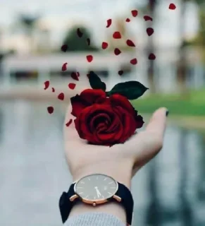 🌹