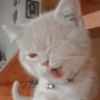 🐈