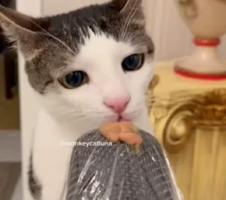 😸
