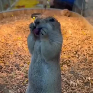 😝