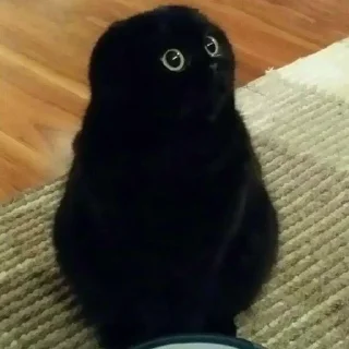 😺