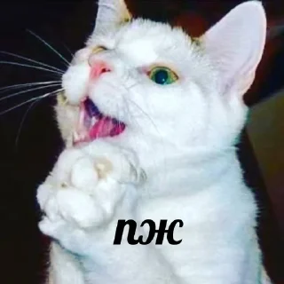 🙏