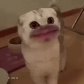 🐾