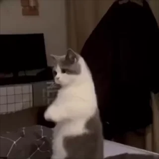 🌟