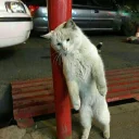 😿
