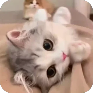 🤩