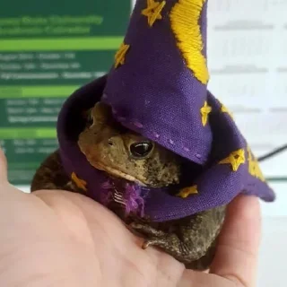 🐸