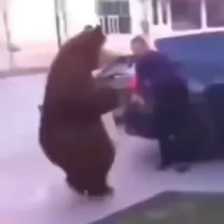 🐻