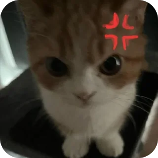🐱
