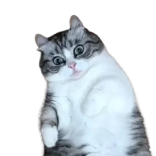 😺