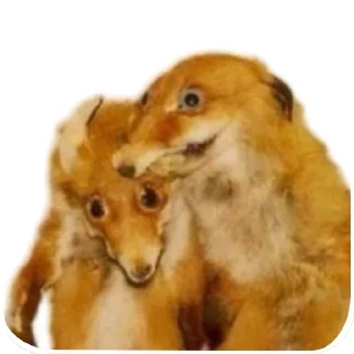 🦊