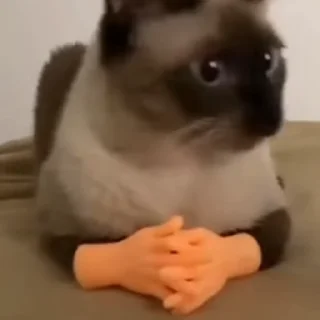 🐈‍⬛️