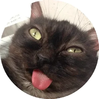 😸
