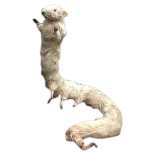🐍