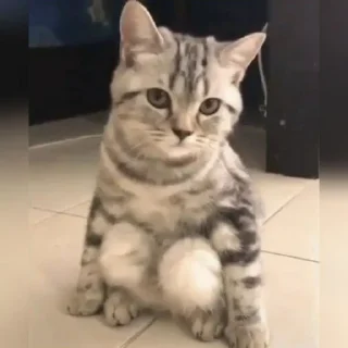 😺
