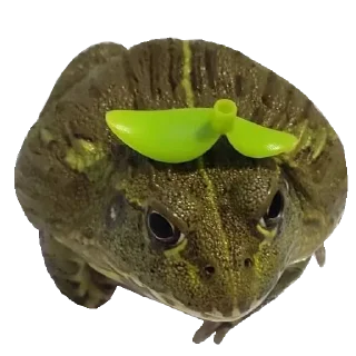 🐸