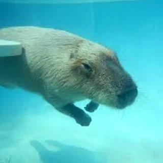 🌊