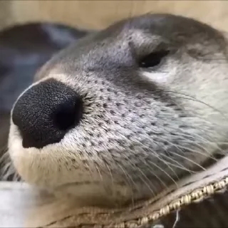 🥱