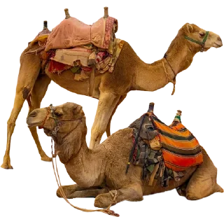 🐫
