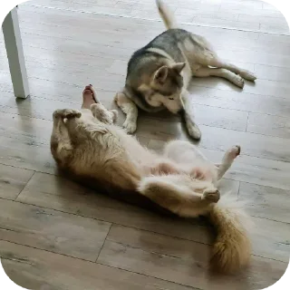 🐶