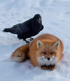 🐓