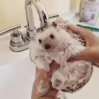 🦔