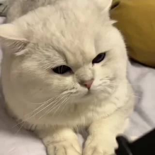 🐈‍⬛️