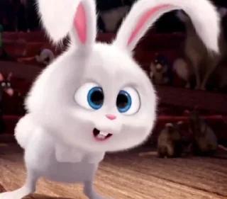 🐰