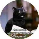 Кот Салем