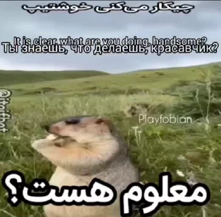 🦫