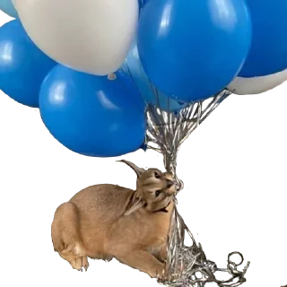 🎈