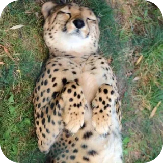 🦁