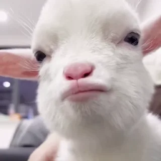 🐐