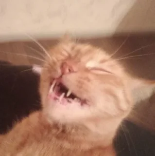 😹