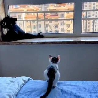 🐈