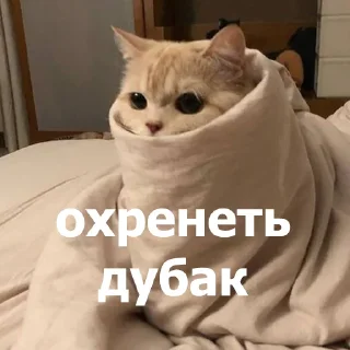 🥶
