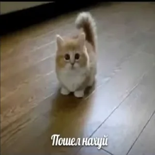 😾