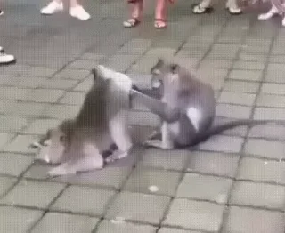 🐵