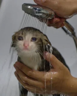 😿