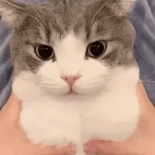 👿