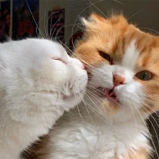 🐈